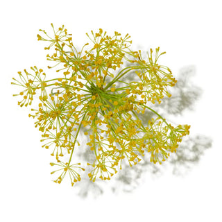 ANGELICA