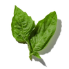 BLACK BASIL