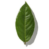BAY LEAF