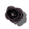 BLACK ROSE