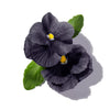 BLACK VIOLET