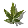 CANNABIS