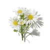 CHAMOMILE