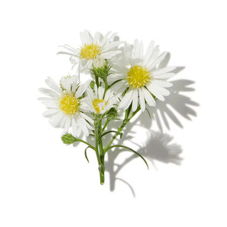 CHAMOMILE