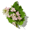 CLARY SAGE