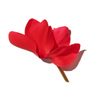 CYCLAMEN