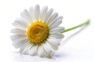 DAISY TREE PETALS
