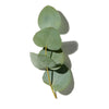 EUCALYPTUS