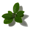 FIG LEAF