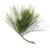 Balsam Fir