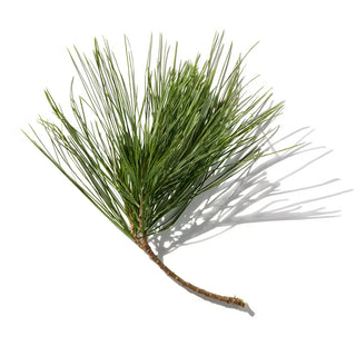 Balsam Fir
