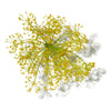 GALBANUM