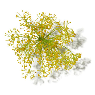 GALBANUM