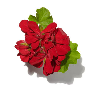 GERANIUM