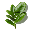 Green Leaves