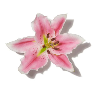 WATER LILY