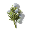 JUNIPER BERRIES
