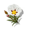 LABDANUM