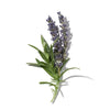 LAVENDER EXTRACT