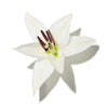 LILY OF THE VALLEY