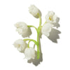 LILY OF THE VALLEY