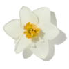 NARCISSUS