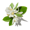 NEROLI