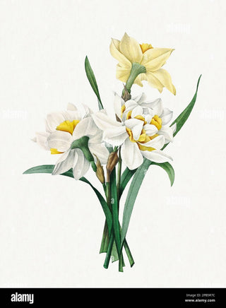 NARCISSUS