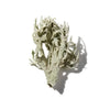 OAK MOSS