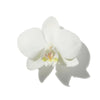 ORCHID