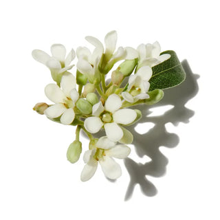 OSMANTHUS