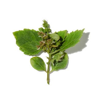 PATCHOULI