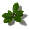 PETITGRAIN