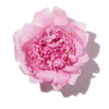 PEONY