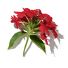 RANGOON CREEPER