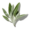 SAGE
