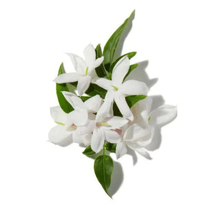 JASMINE SAMBAC