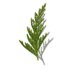 SPRUCE