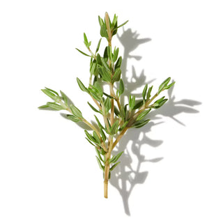 THYME