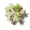TUBEROSE