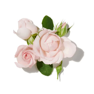 TURKISH ROSE