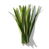 VETIVER