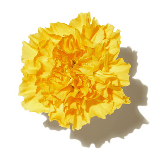AFRICAN MARIGOLD