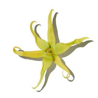 YLANG YLANG